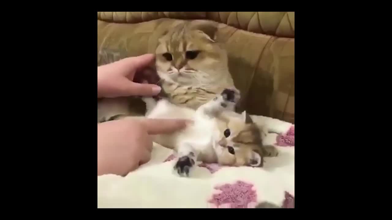 The Ultimate viral cat vídeo😂