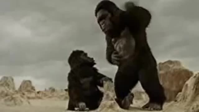 Two geint gorilla plays the car