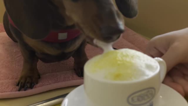 Share a video of a dog eating cafe mocha