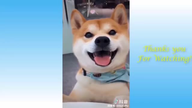 Cute dog puppy try laughing😂