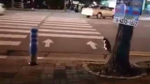 cat Road crossing