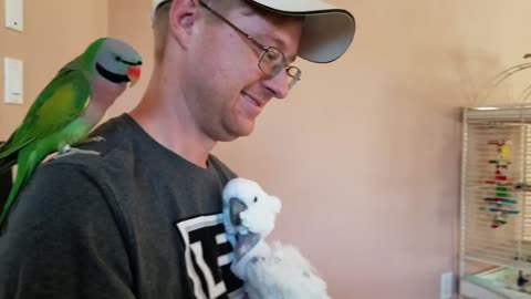Parrots Don't Care About Hard Work | PARROT VIDEO OF THE DAY