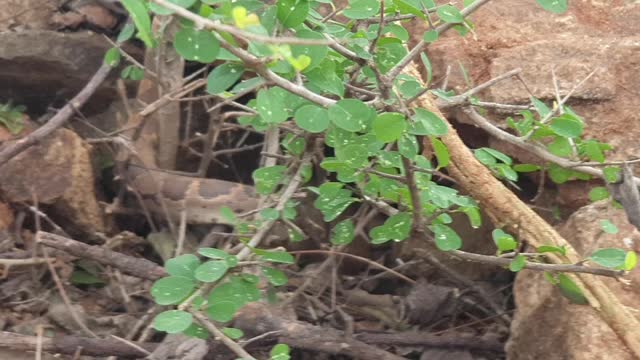 Snake spotted
