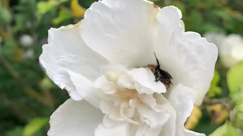 Hardworking bumblebee gardening