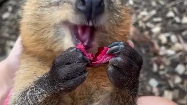 This quokka is a lover of food!