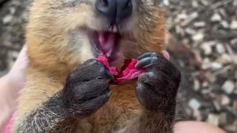 This quokka is a lover of food!