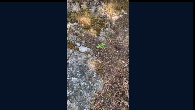 Frog jumps happily away