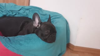 French Bulldog "Blacky" 🐶 💤 is having sweet dreams😍