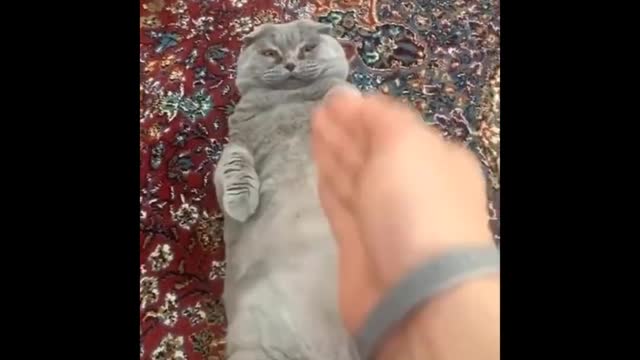 Funniest Cats 😹 - Don't try