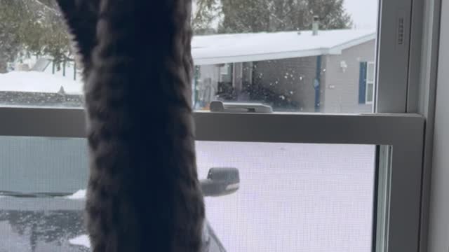 Kittens First Snow Fall