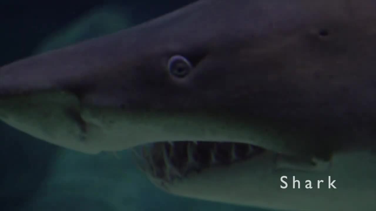 Creatures Of The Sea: Sea Animals living Under The Sea