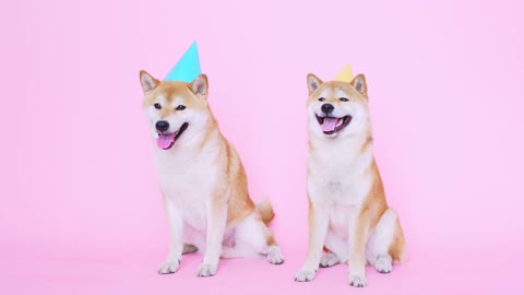 Funny story of two dog friends