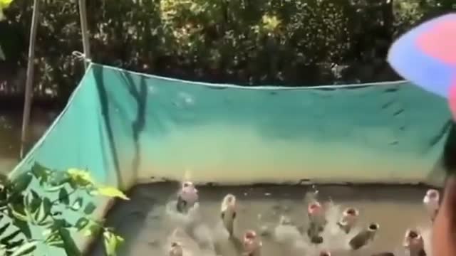 food for hungry fish