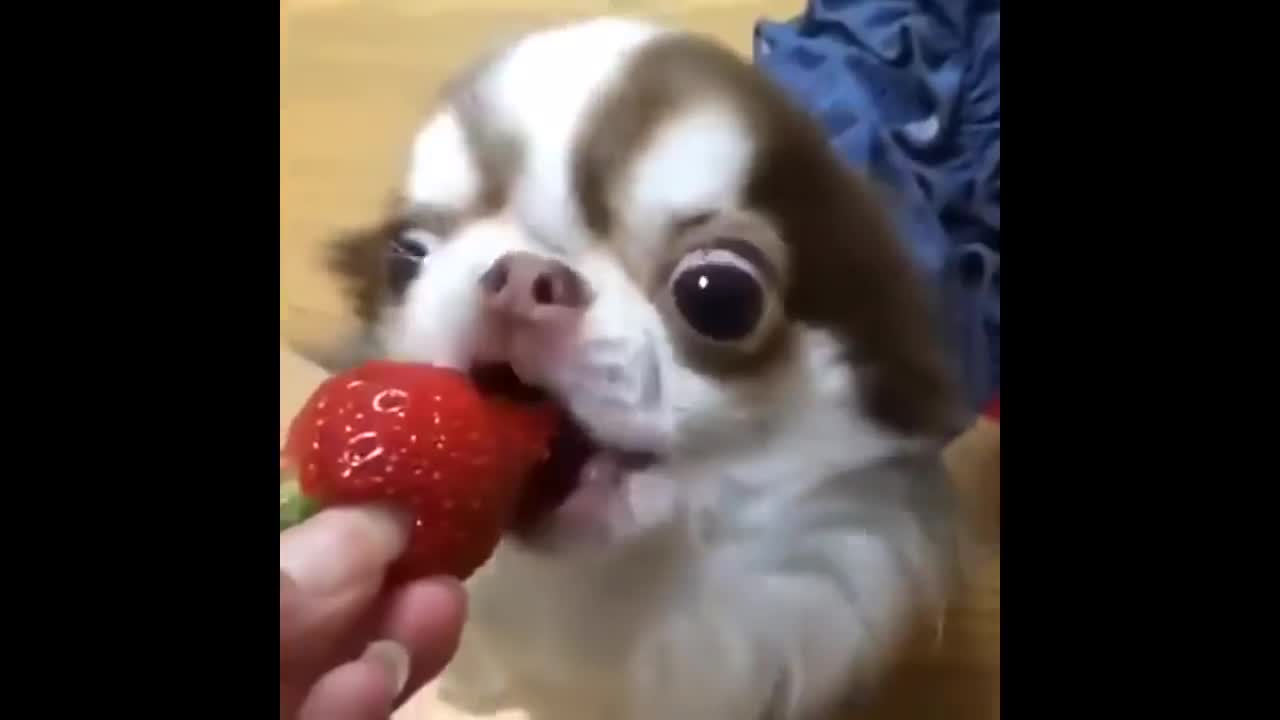 Funny dog eating strawberry