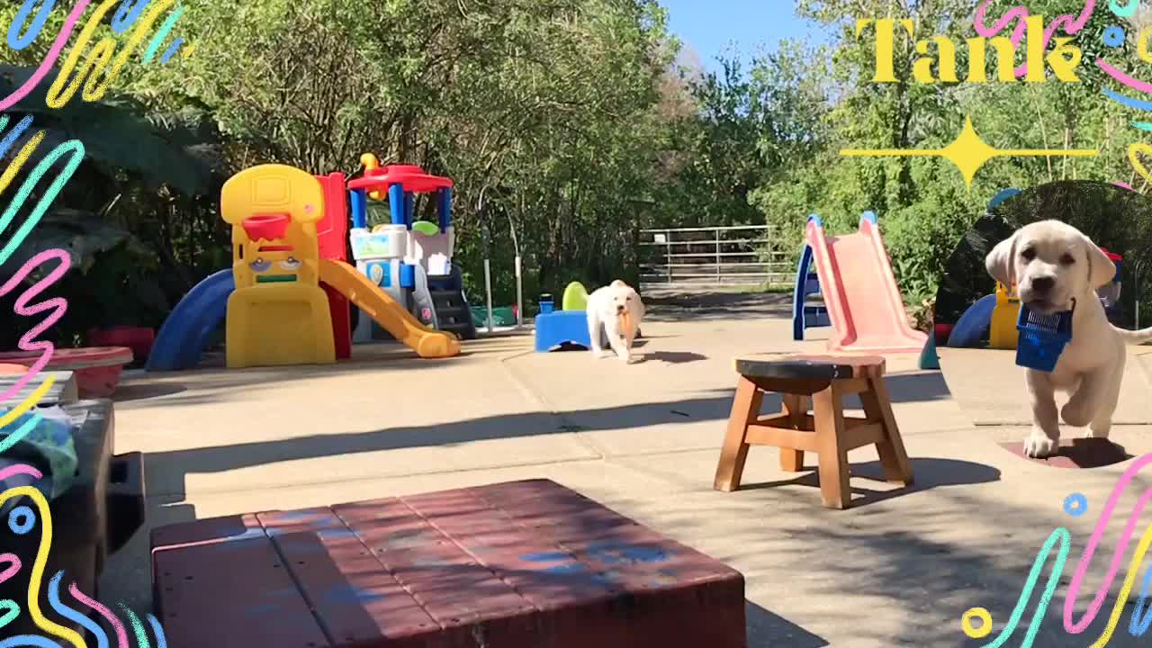 Cute Puppy Excited For Training. Getting trained.