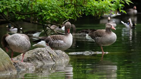 Geese and Ducks in a Lake