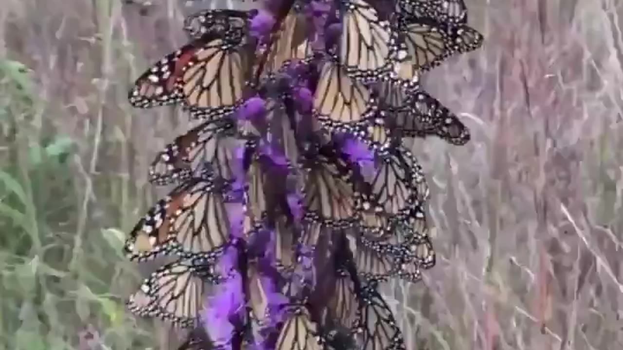 This is incredible! A literal kaleidoscope of butterflies. God's Amazing Creation!