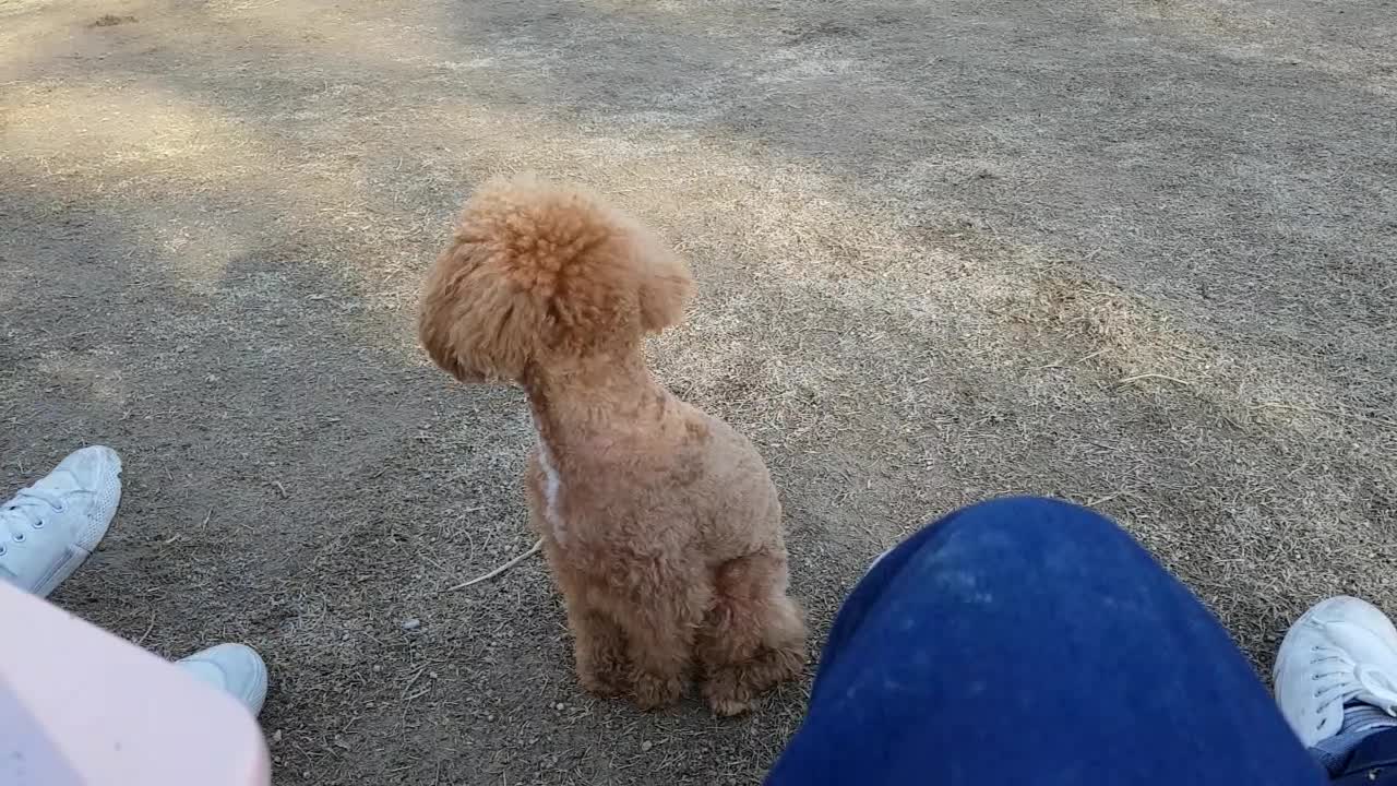 The dog looking around