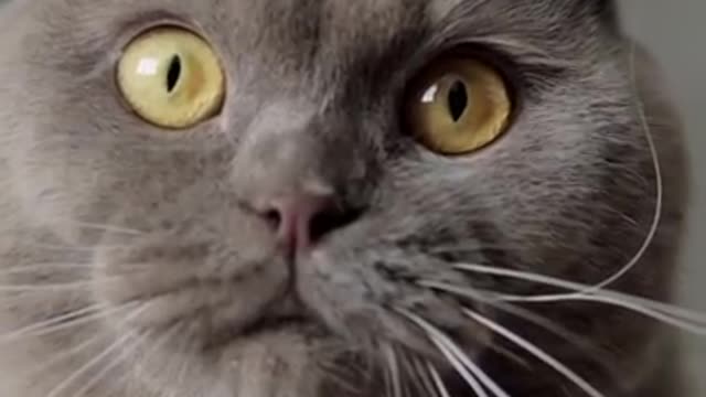 Hysterical Cat and Dog Video _ You Won_t Stop Laughing -- _ _Shorts