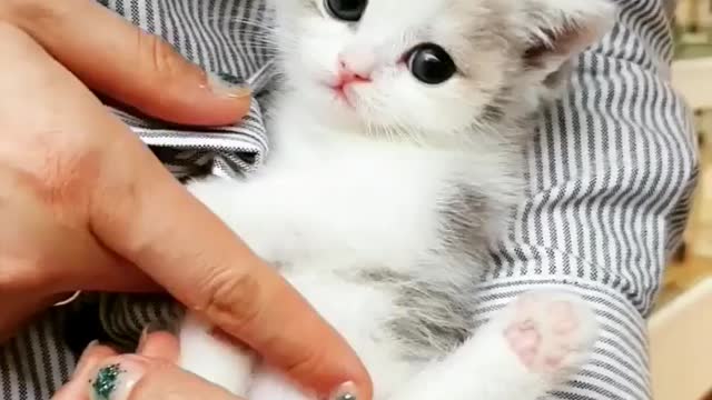 I'm happy to have a little fun with a cute cat