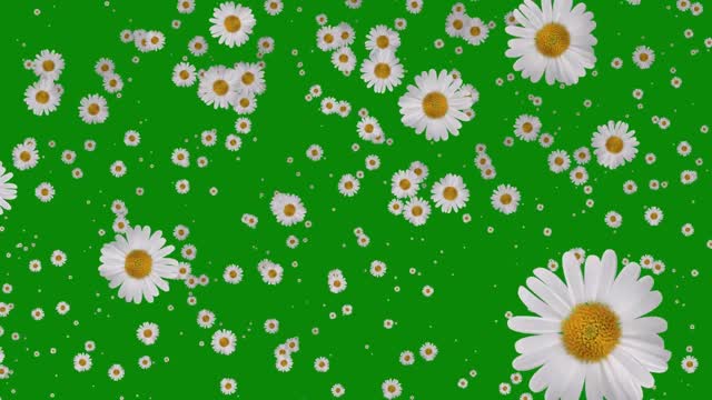 video keying white daisy flowers falling background