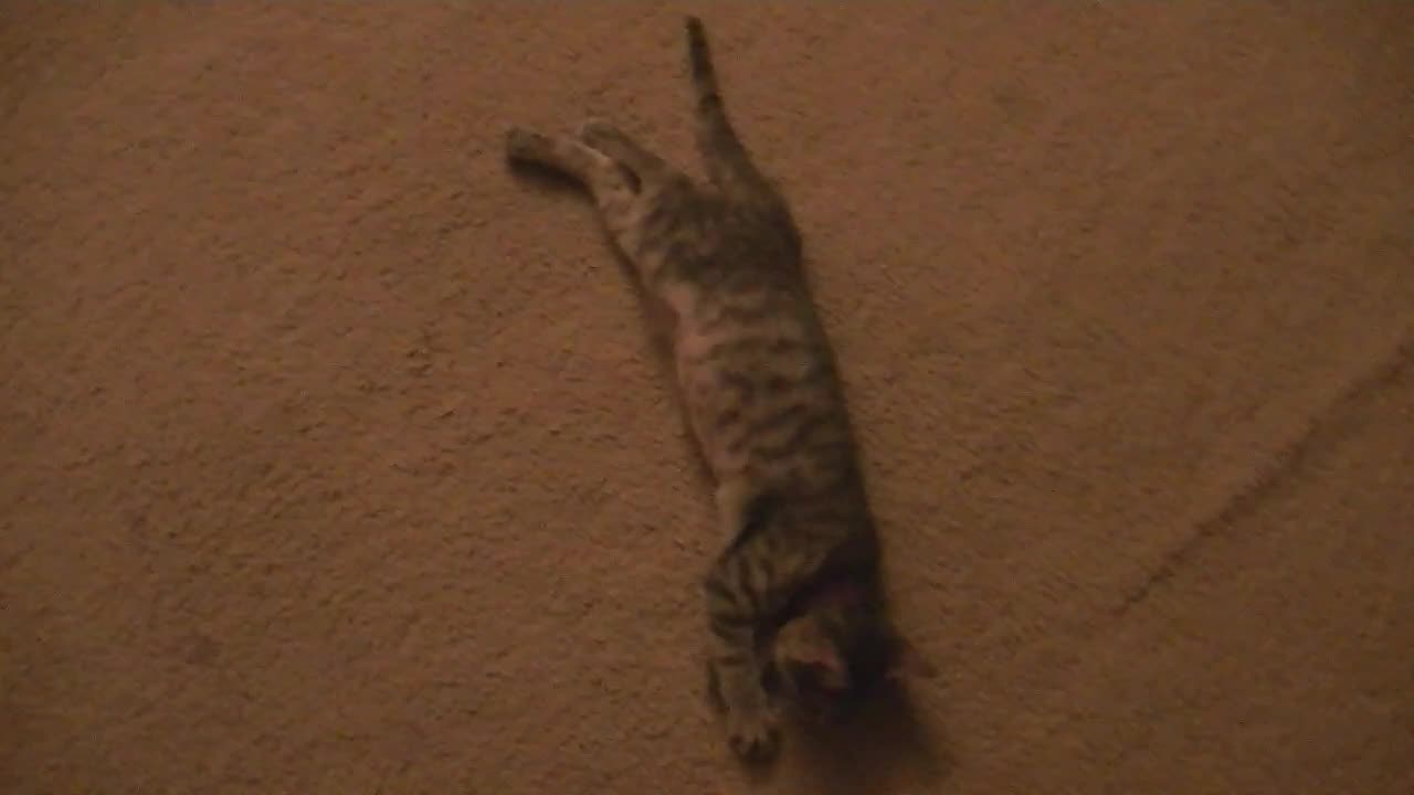 The Cat (Old Video)