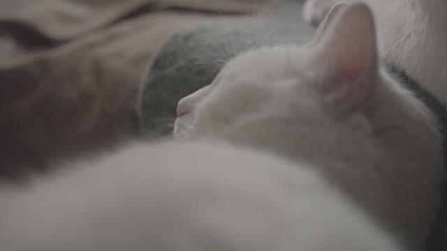 sleeping cat - 1