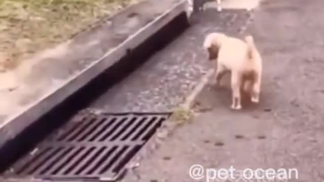 New funny moments dog 😂🤣😂