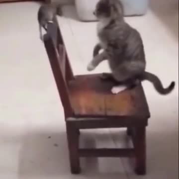 funnycat #funnycats #funnyanimals #cat #