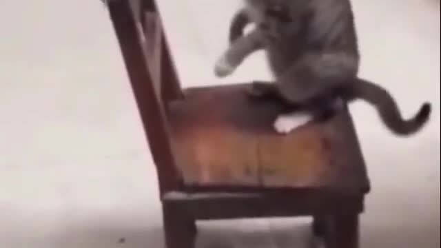 funnycat #funnycats #funnyanimals #cat #