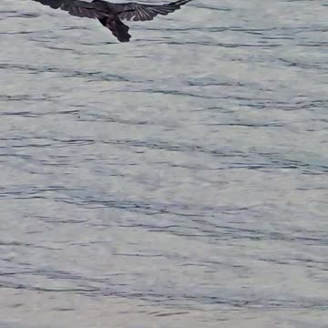 Raven in flight in slow motion / Beautiful bird in flight over a river.