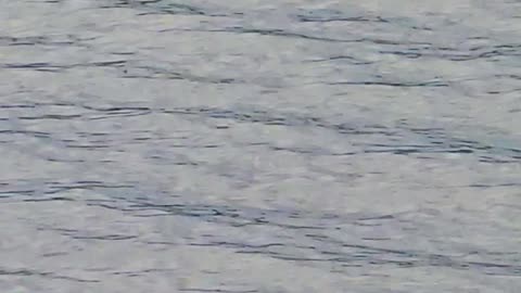 Raven in flight in slow motion / Beautiful bird in flight over a river.
