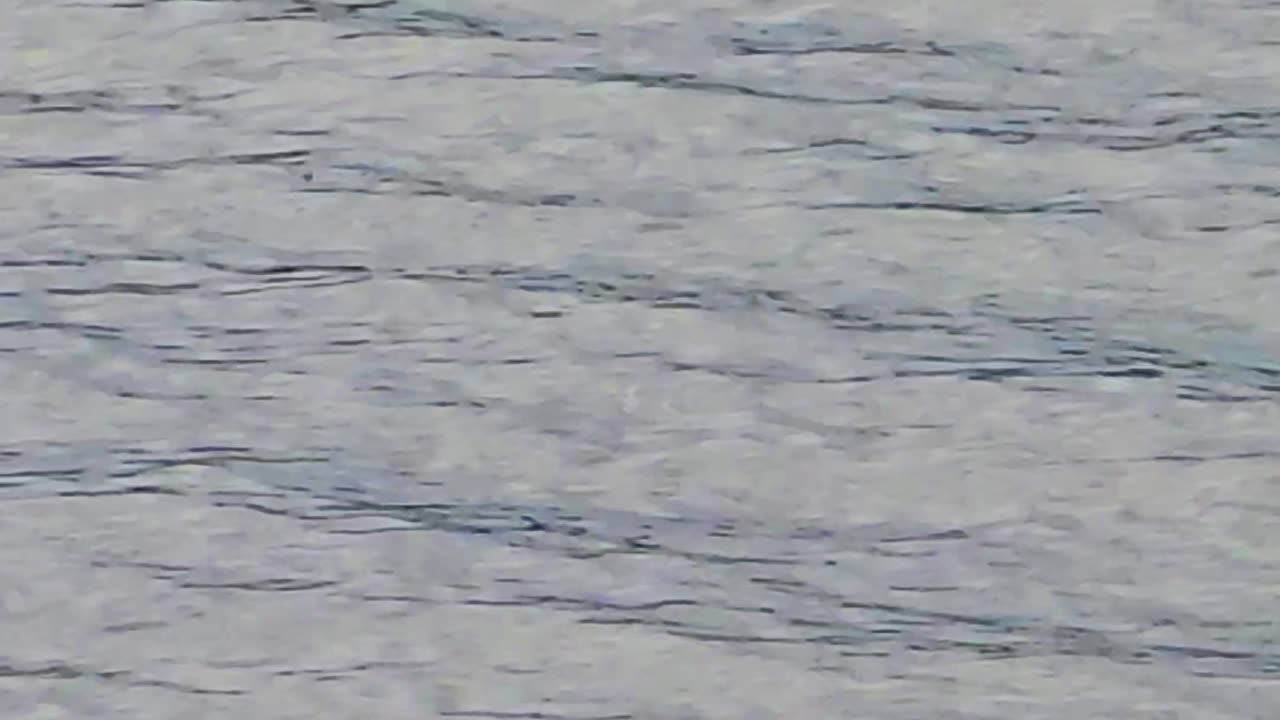 Raven in flight in slow motion / Beautiful bird in flight over a river.