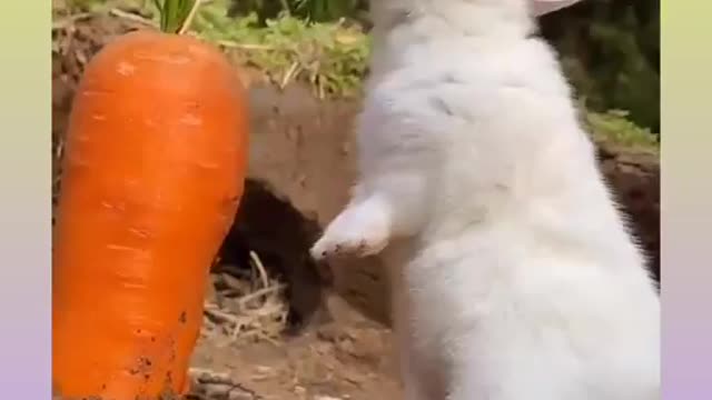 Cute Rabbit Video Compilation)))