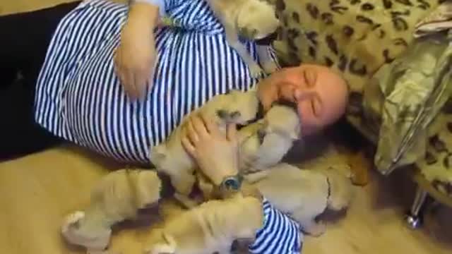 Puppies meet the owner...