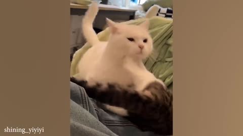 funny cat videos memes