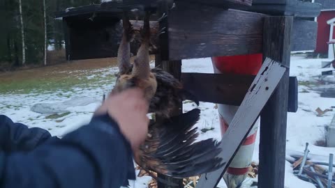 Lintujen eettinen prosessointi - Teurastus ja kalttaus