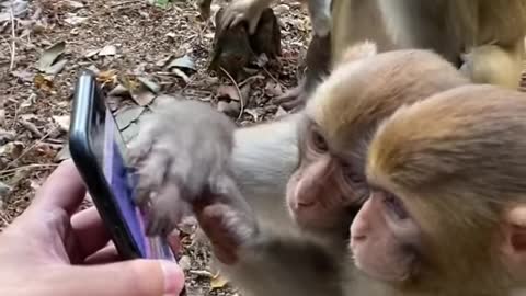 Funny Monkey and Cute Monkey Videos Compilation