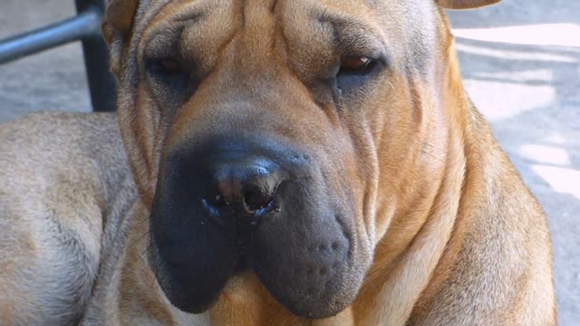 Nice dog