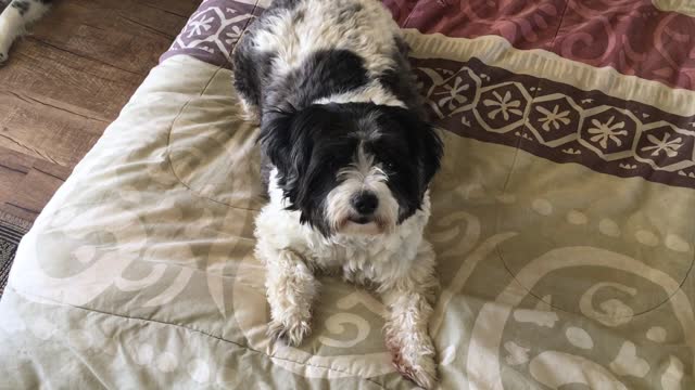 Our Malshi Pebbles asking for a treat.