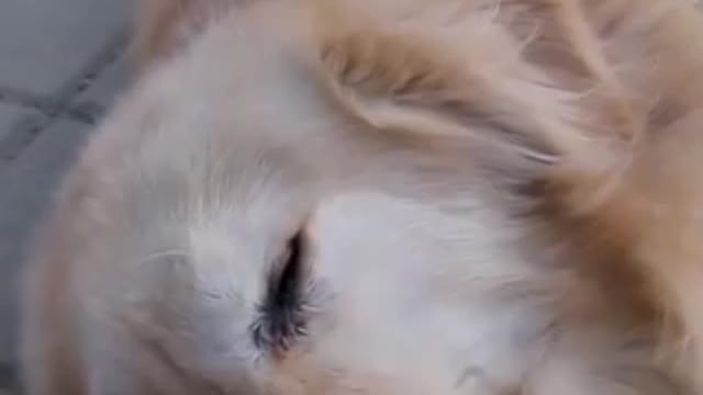So touching mother cares and dogs emotions to humans๐๐๐
