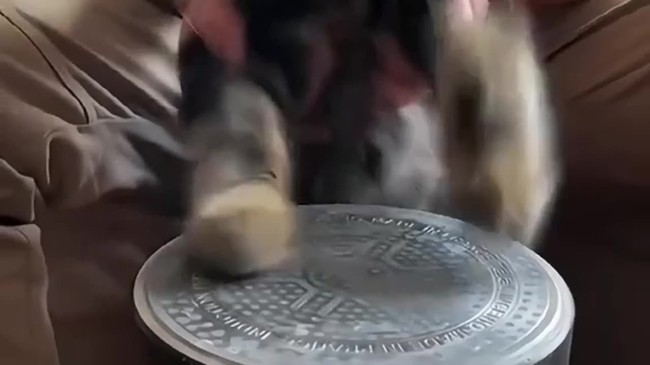 Funny memes