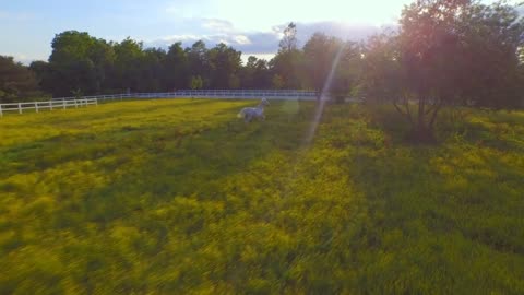 Beautiful white horse running fast on vast flowering field