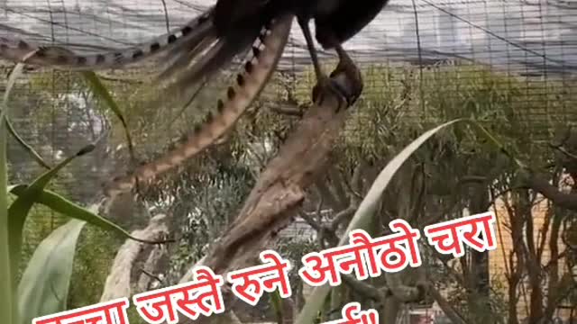 Talking bird