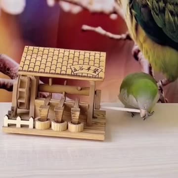 Little parrot play with toys parrot 🦜