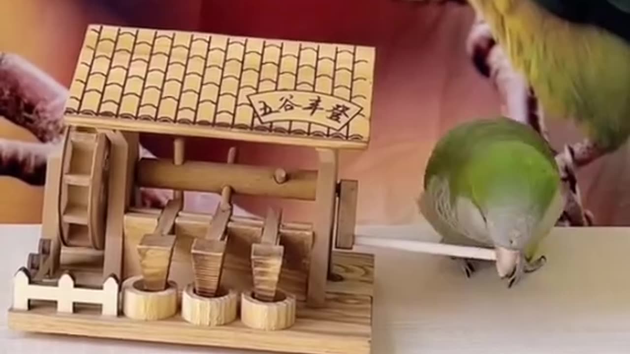 Little parrot play with toys parrot 🦜