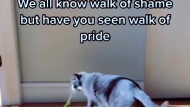 fluffy cat walking funnyy