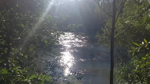 River in the forest