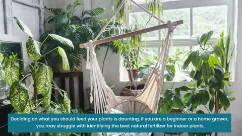 A Guide You Must Read to Choose The Best Organic Fertilizer for Indoor Plants