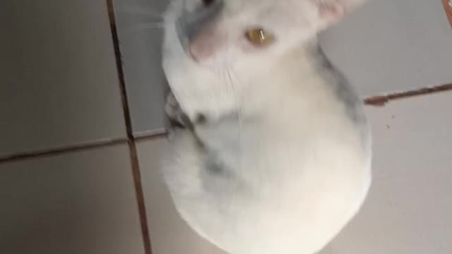 Gato com fome